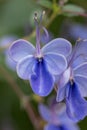 Blue butterfly bush Rotheca myricoides Ã¢â¬â¢UgandenseÃ¢â¬â¢ÃÂ purple-blue flowers in close-up